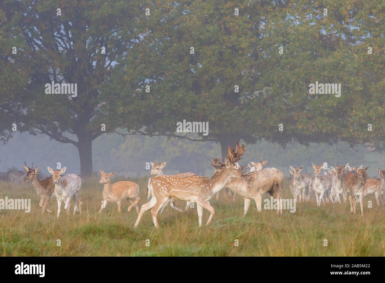 Herd of deer during the autumn rut in Richmond Park Stock Photo