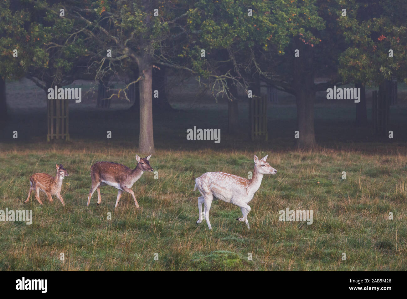 three deer during the autumn rut in Richmond Park Stock Photo