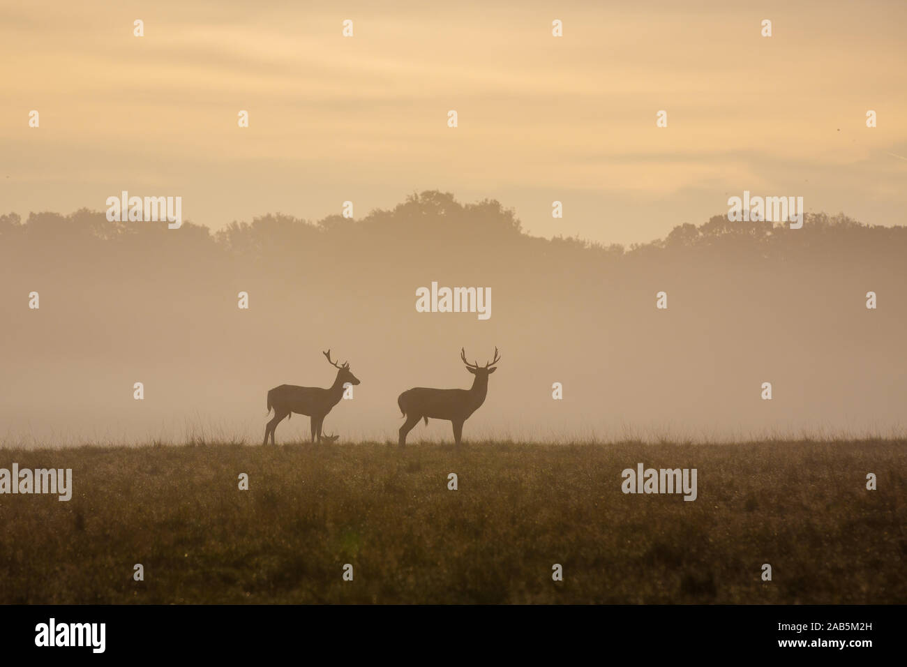 Deers and Stags during autumn in Richmond Park Stock Photo