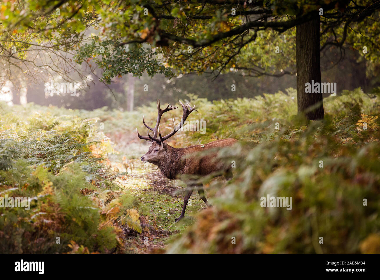Stag walking across the path during the autumn rut in Richmond Park Stock Photo