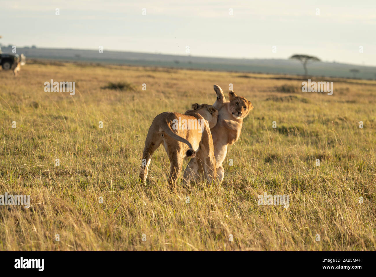 Lion Cubs (Panthera leo) playing, prancing, tussling and running in the Masai Mara in Kenya Stock Photo