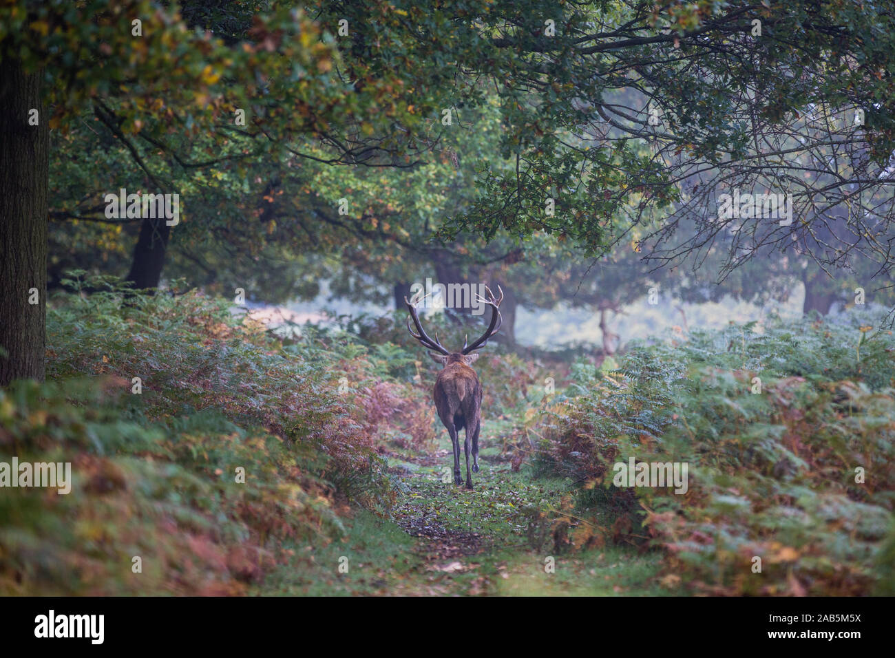 a stag walking away during the autumn rut in Richmond Park Stock Photo