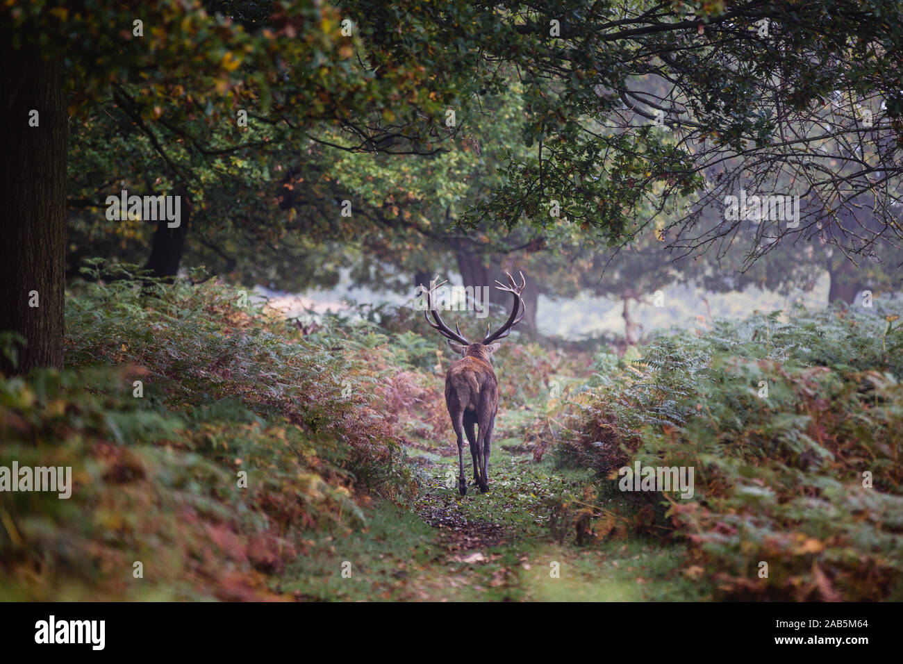 Stag walking away during the autumn rut in Richmond Park Stock Photo