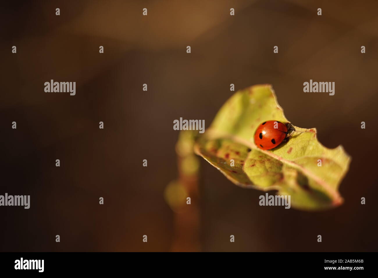 Ladybug sitting on a torn leaf, close-up. Stock Photo
