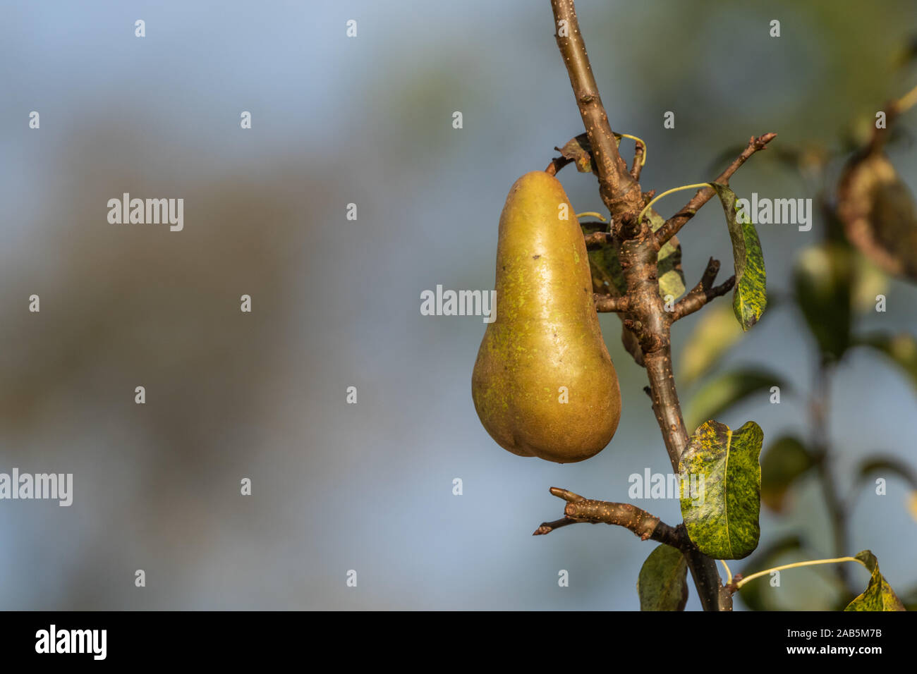 A single conference pear on a pear tree. Stock Photo