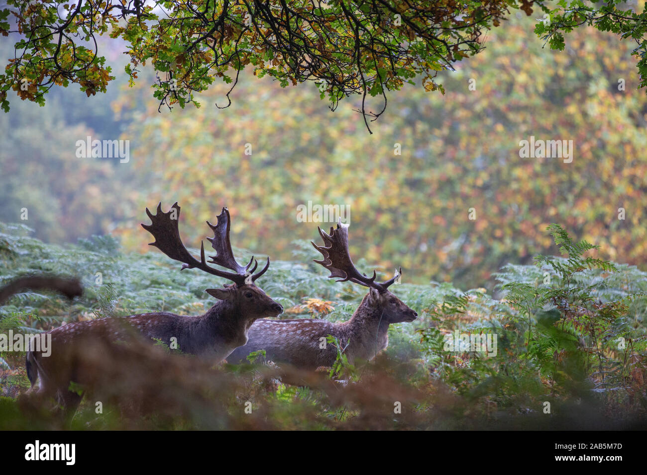 Two stags during the autumn rut in Richmond Park Stock Photo