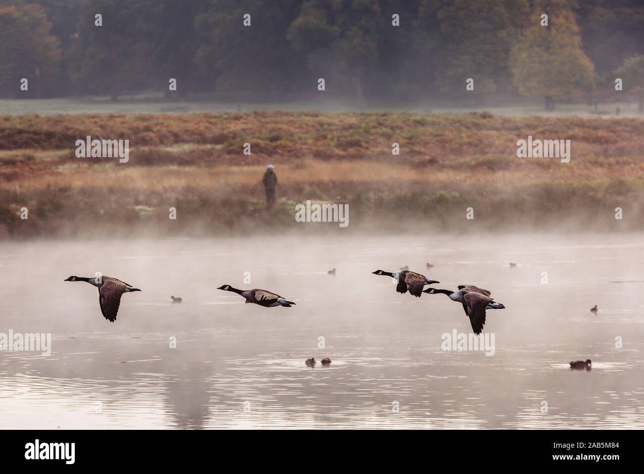 Wild Birds on the misty lake in Richmond Park, England Stock Photo