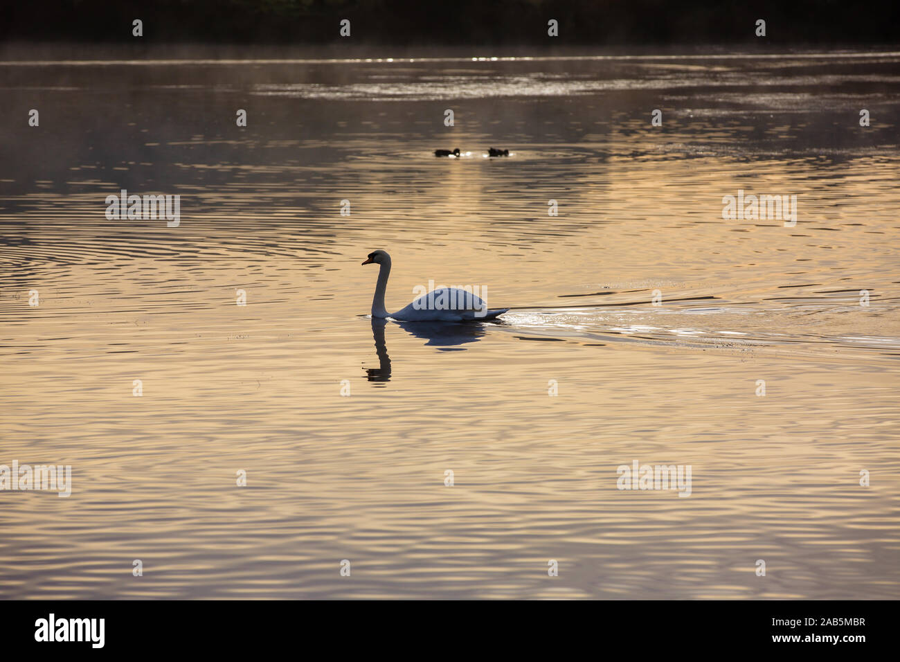 Wild Birds on the misty lake in Richmond Park, England Stock Photo