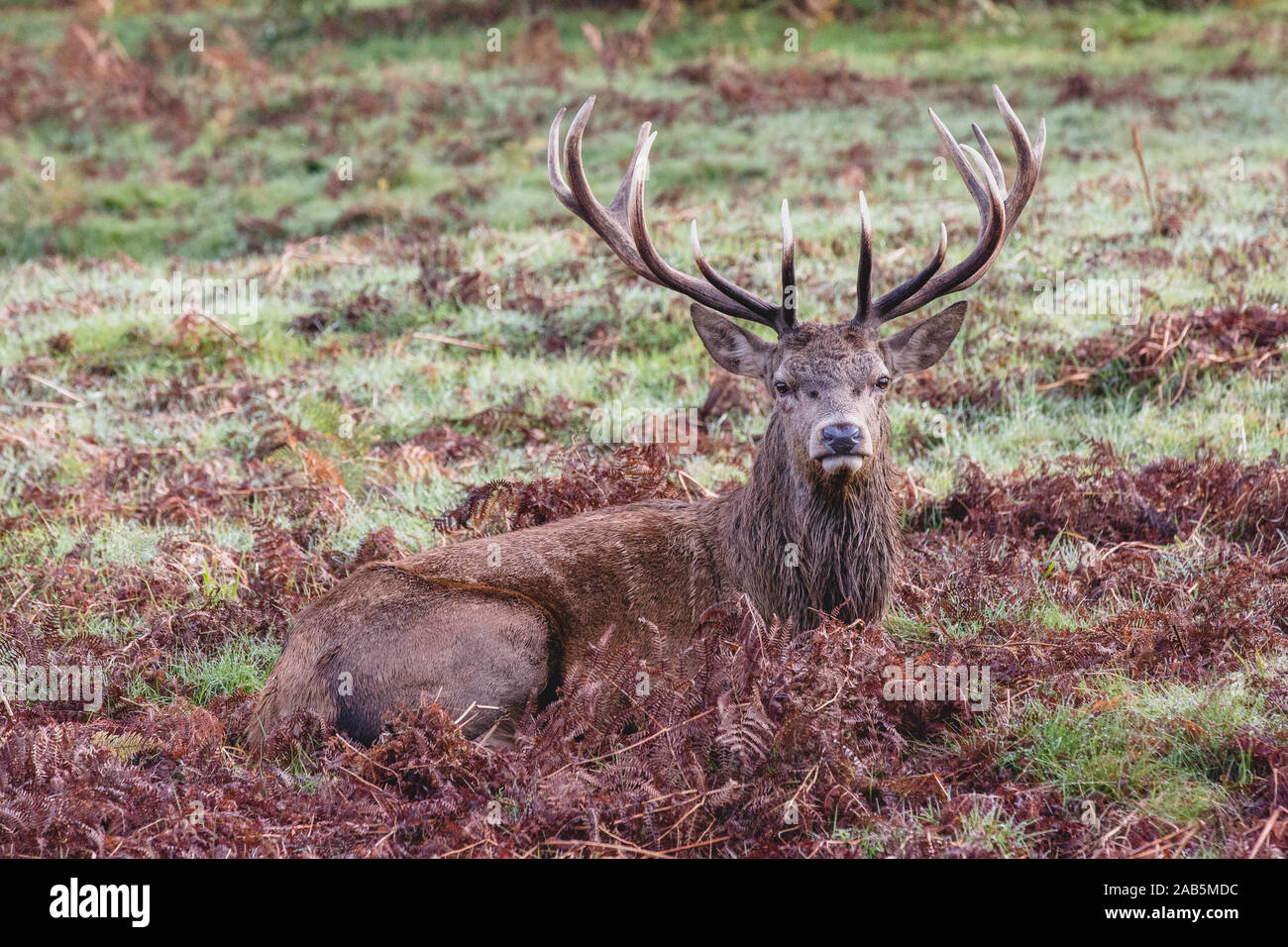 Stag laying down in the fern during autumn in Richmond Park Stock Photo