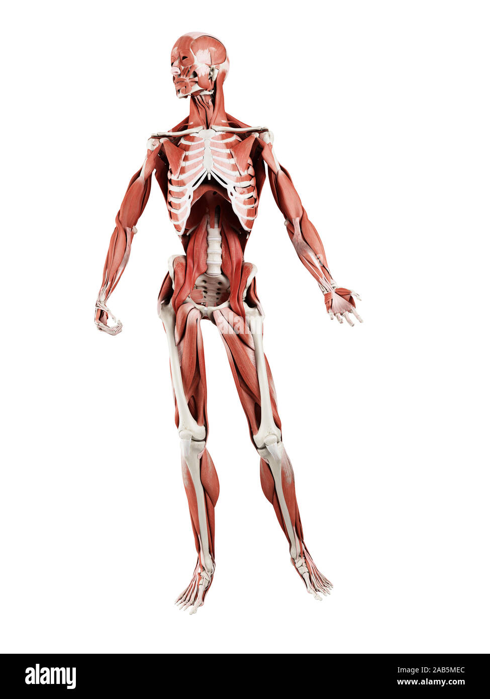 3d rendered muscle illustration of the deep muscles Stock Photo