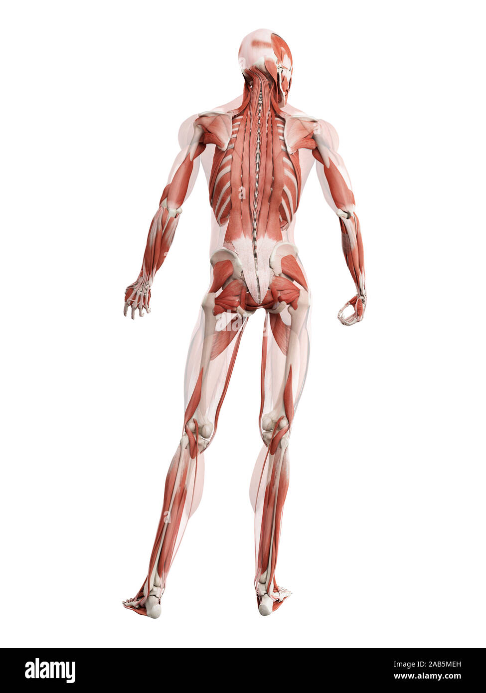 3d rendered muscle illustration of the deep back muscles Stock Photo