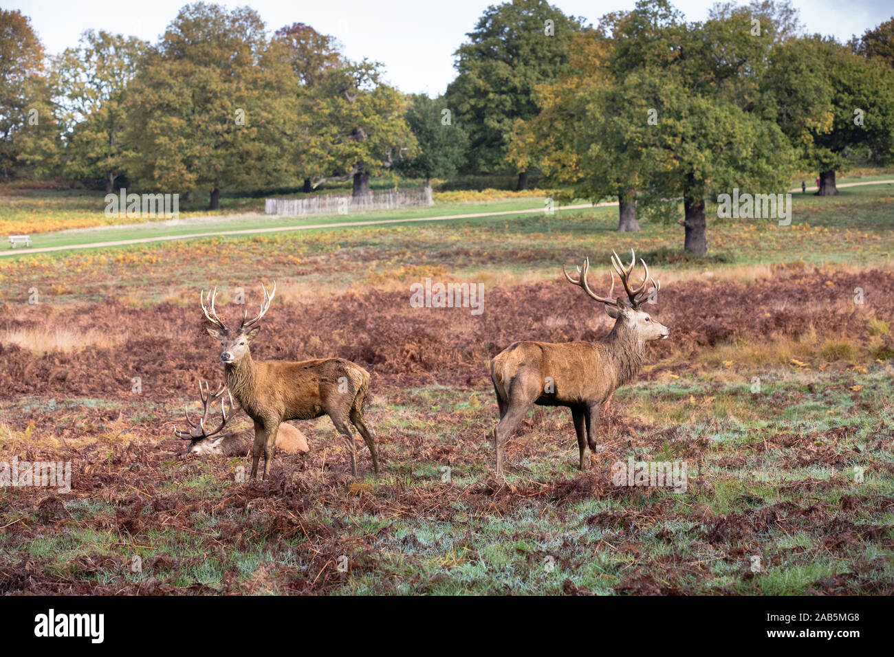 Stags in Richmond Park Stock Photo