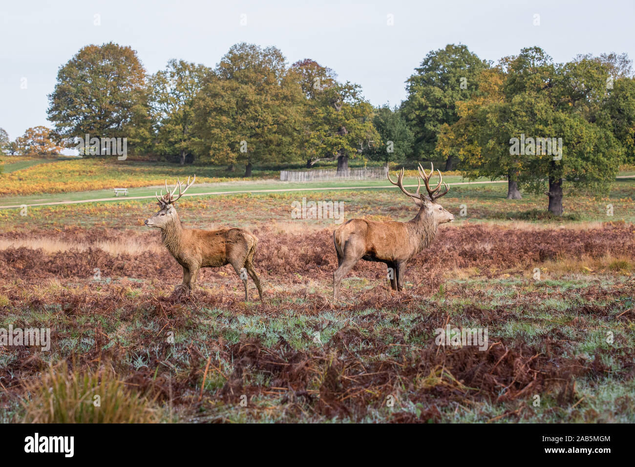 Two stags facing the opposite direction, Richmond Park, London Stock Photo