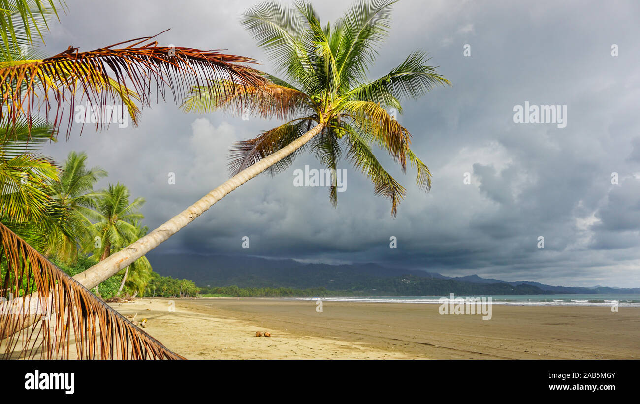 Massive Palm Trees High Resolution Stock Photography and Images - Alamy