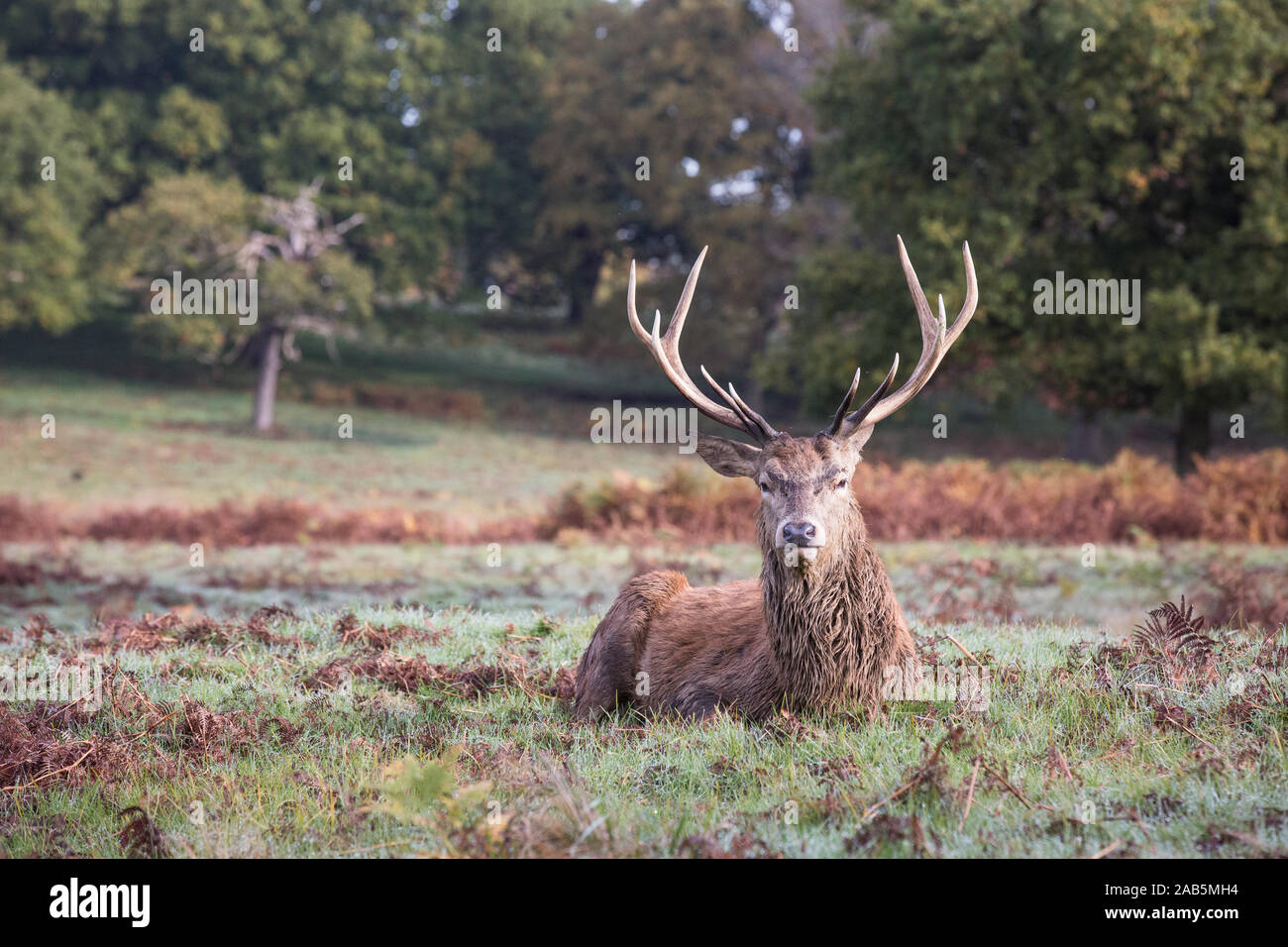 Stag laying down in Richmond Park Staring directly at the camera Stock Photo