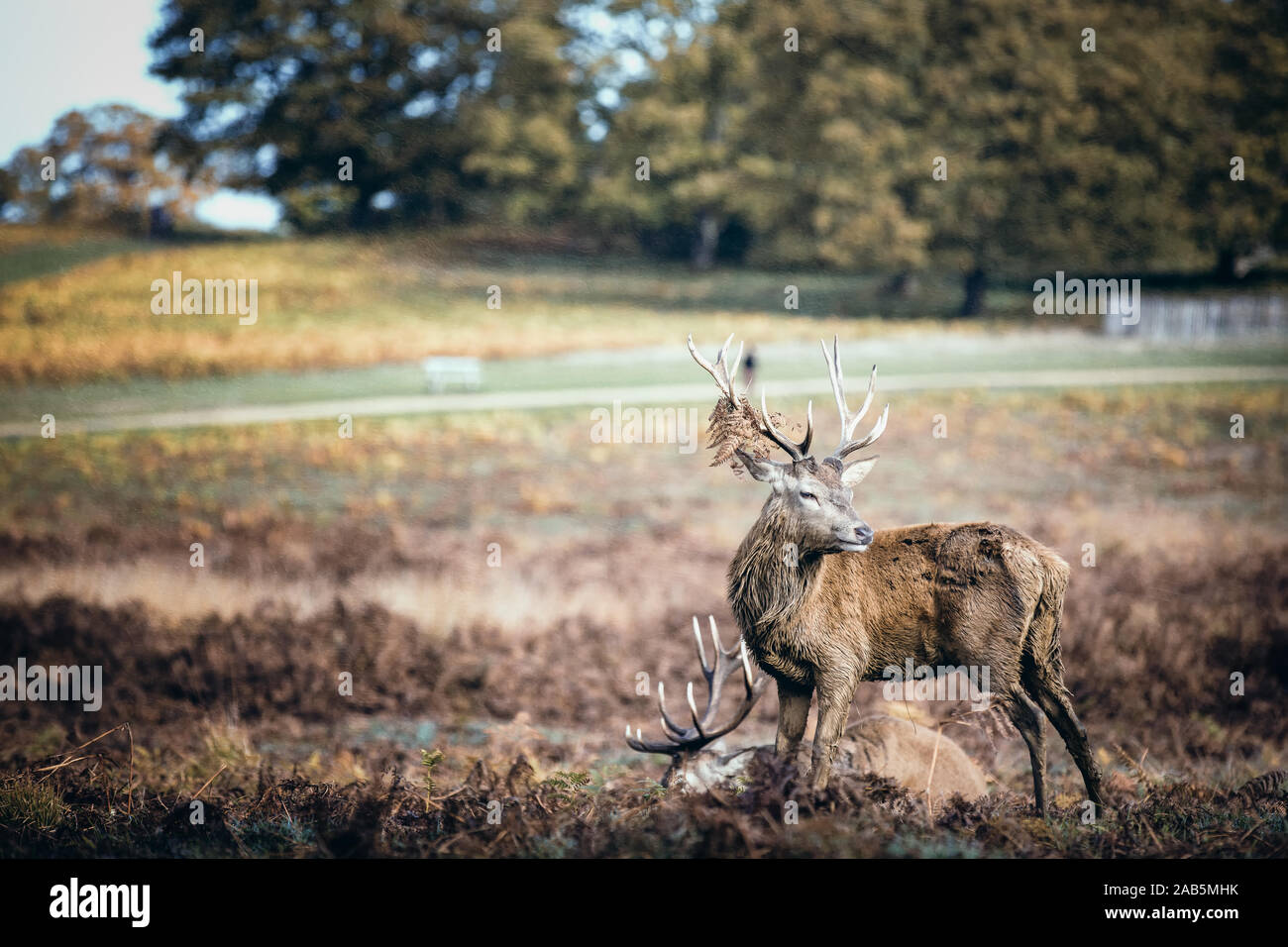 Two Stags during the autumn rut in Richmond Park Stock Photo