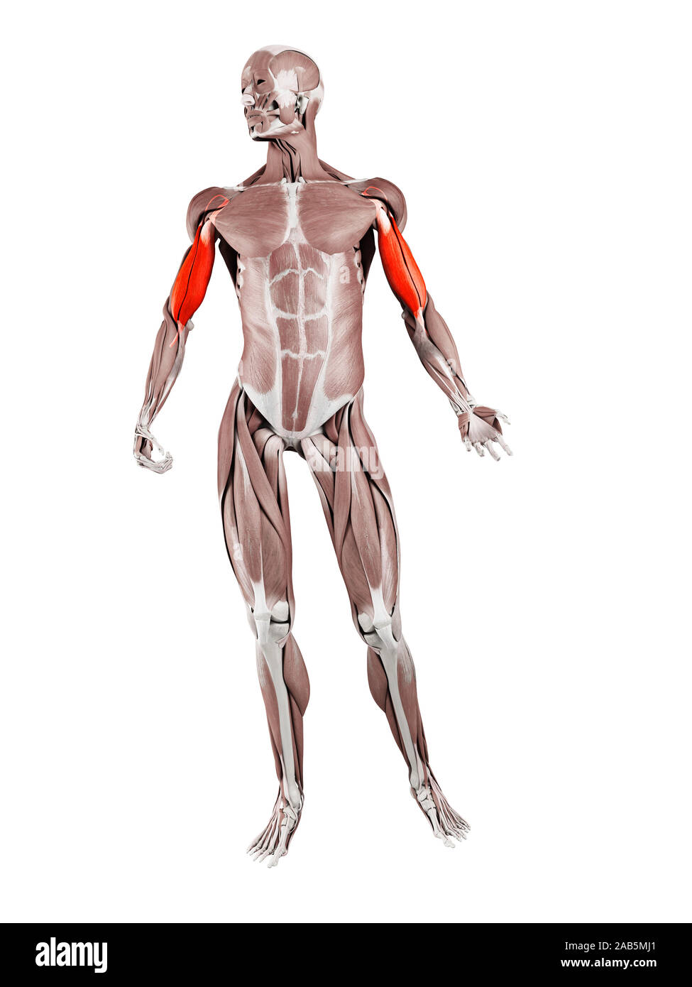 3d rendered muscle illustration of the biceps Stock Photo - Alamy