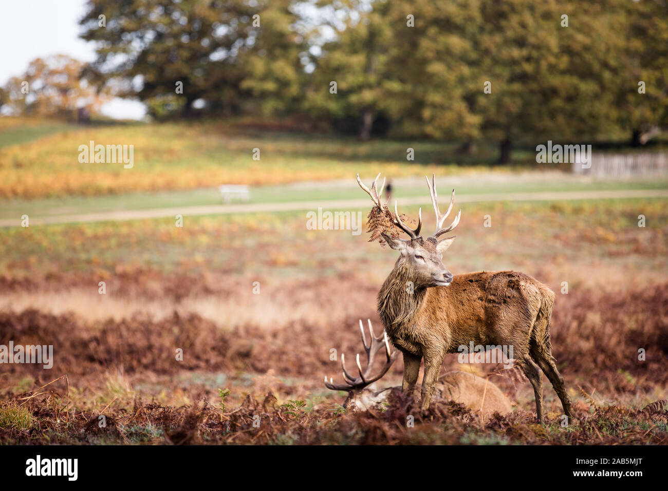Two stags in Richmond Park Stock Photo