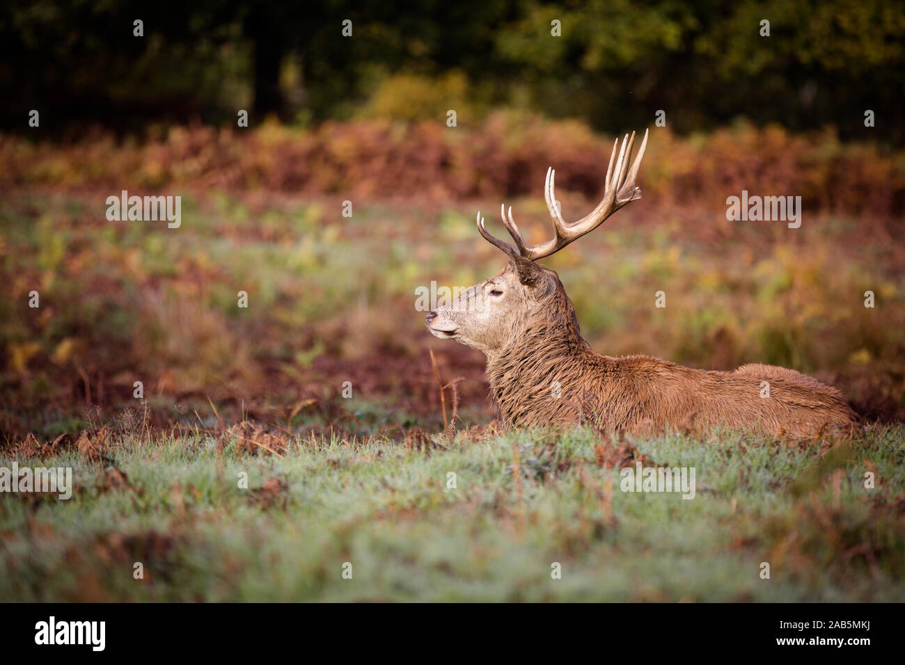 Stag laying down in the autumn fern in Richmond Park, London Stock Photo