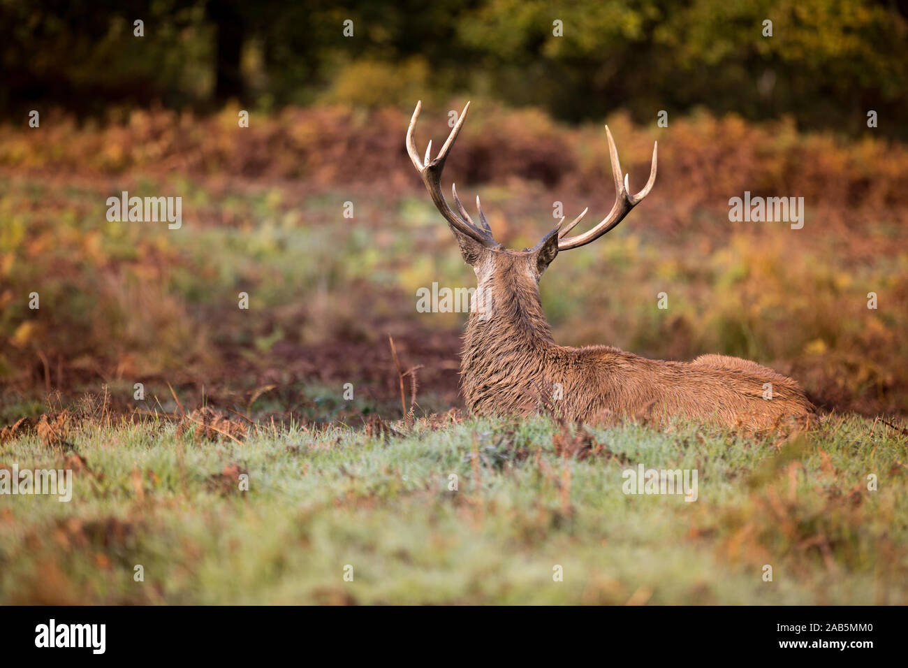 Stag looking away, laying down in Richmond Park Stock Photo