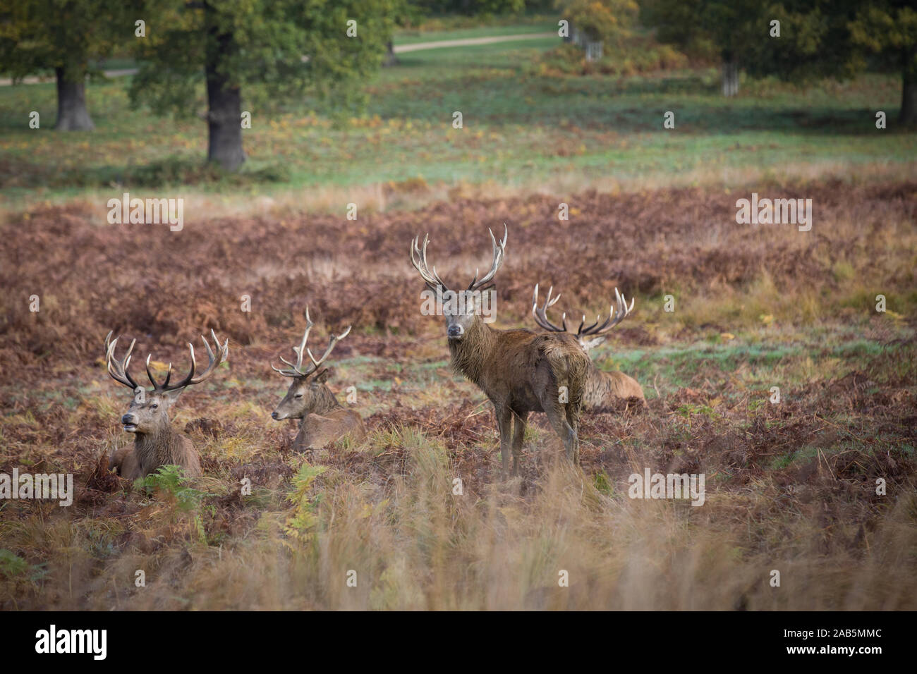 Group of young stags relaxing in the fern, in Richmond park Stock Photo