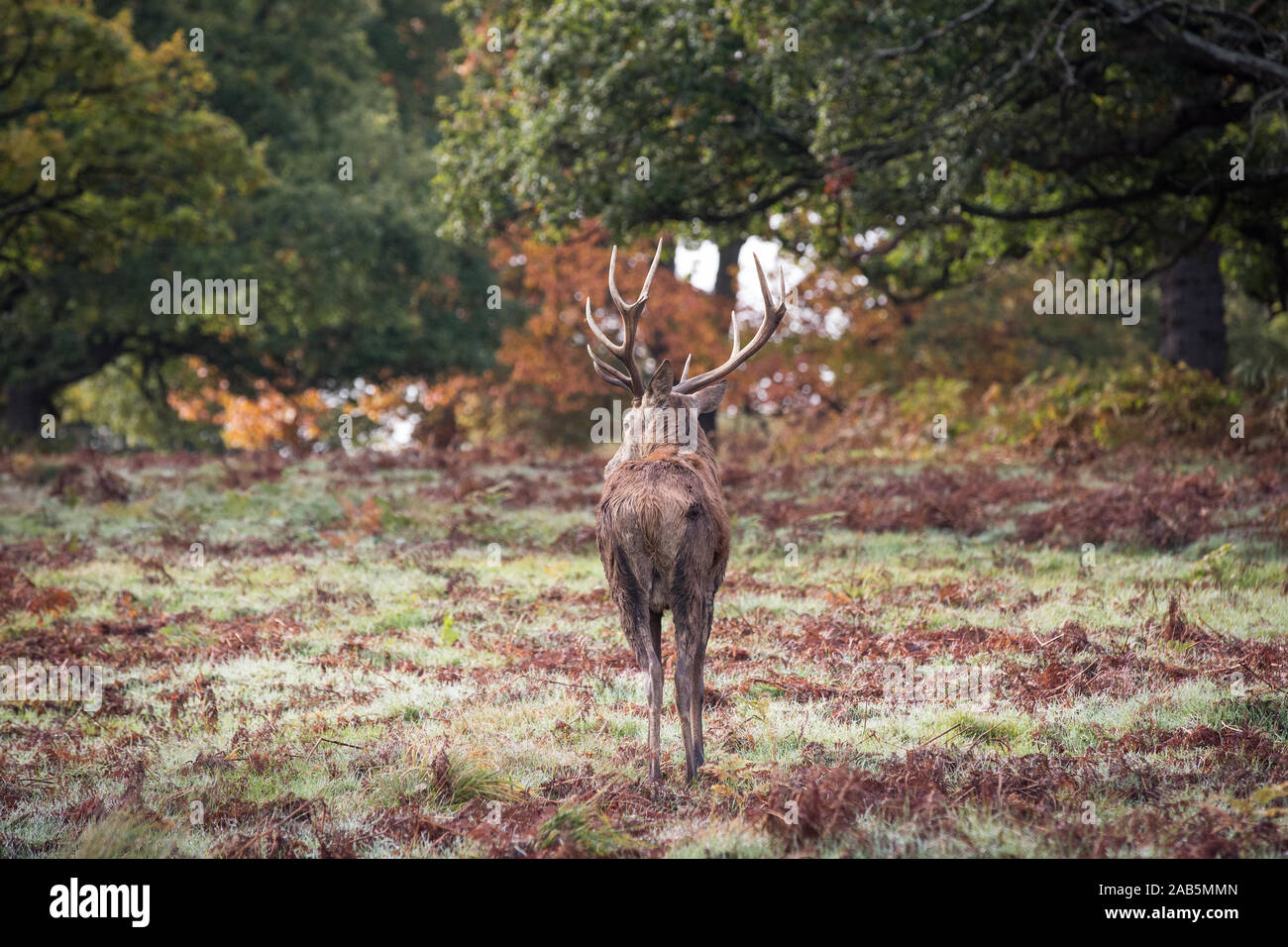Deer walking away in Richmond Park, surrounded by Autumnal trees Stock Photo