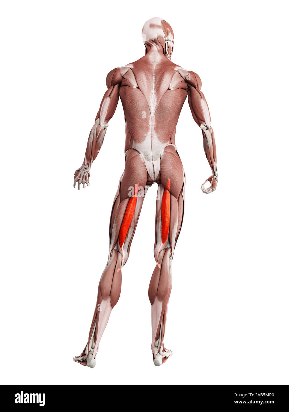 Semitendinosus muscle Cut Out Stock Images & Pictures - Alamy