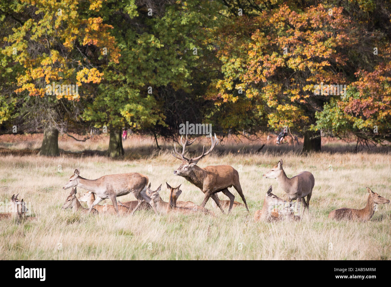 Stag chasing a doe (Red Deer) in Richmond Park, London Stock Photo