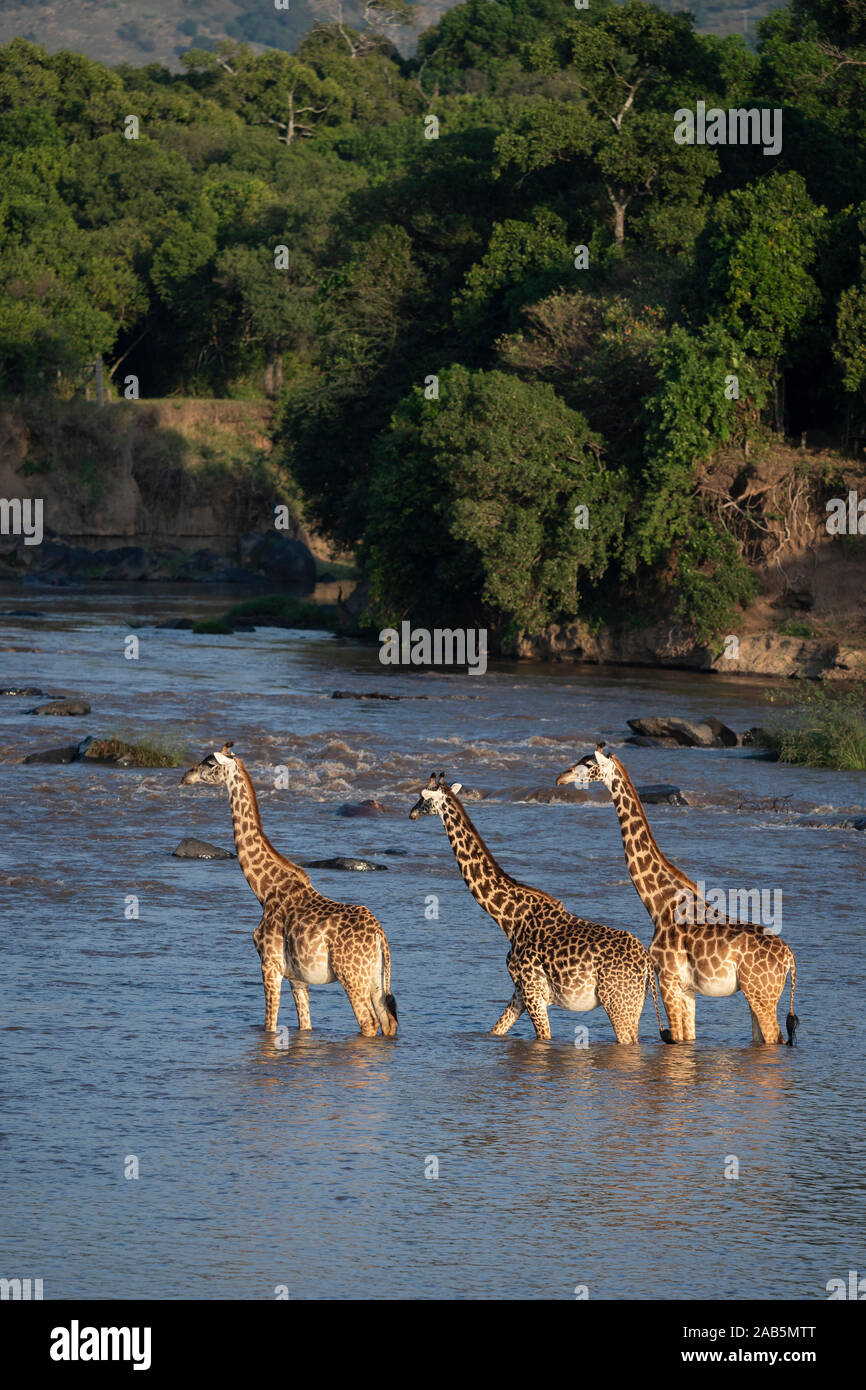 Masai (Maasai) Giraffe (Giraffa camelopardalis tippelskirchii) crossing Mara River near Kichwa Tembo in the Masai Mara in Kenya Stock Photo