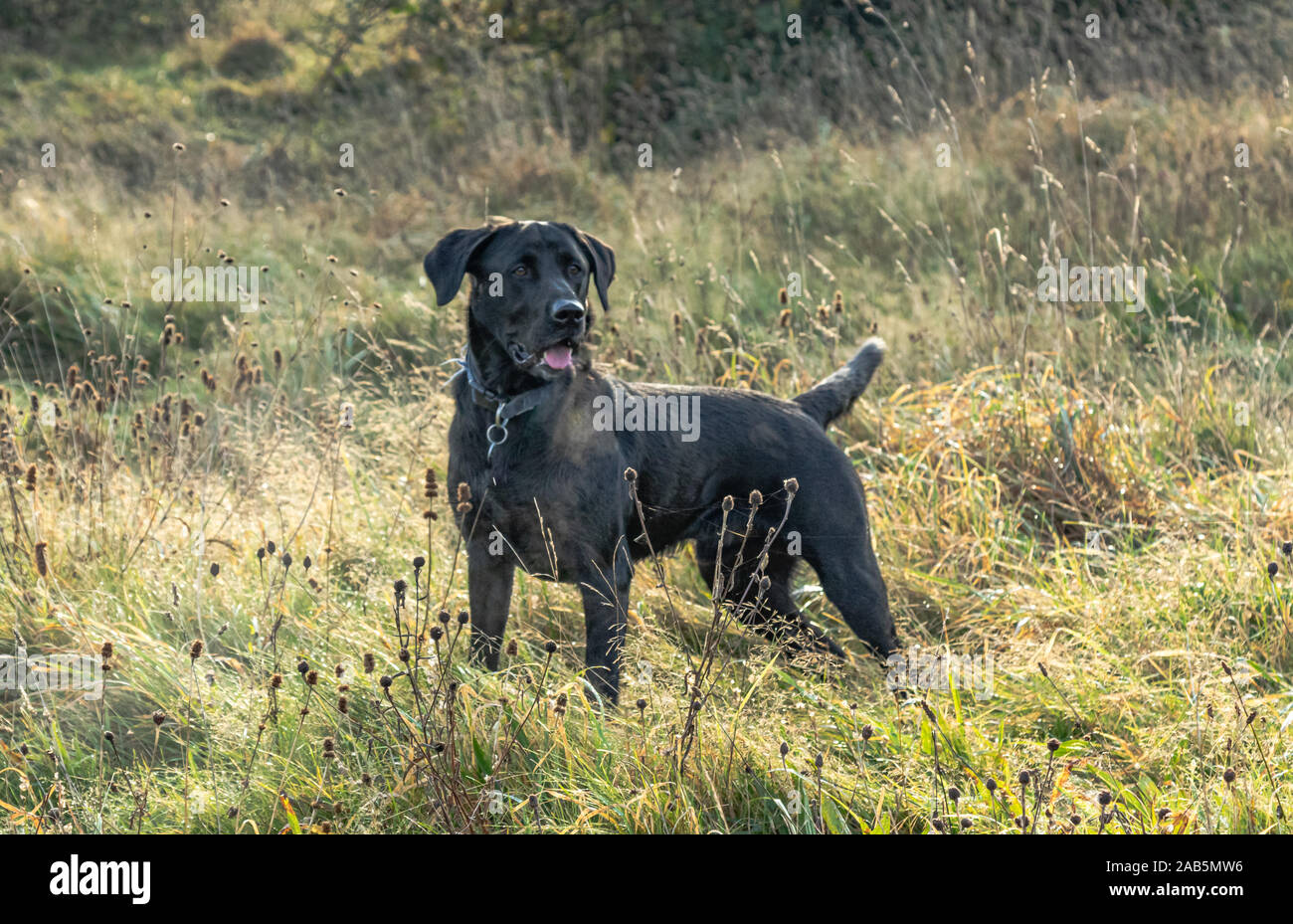 Adult male black Labrador Retriever standing in countryside. Stock Photo