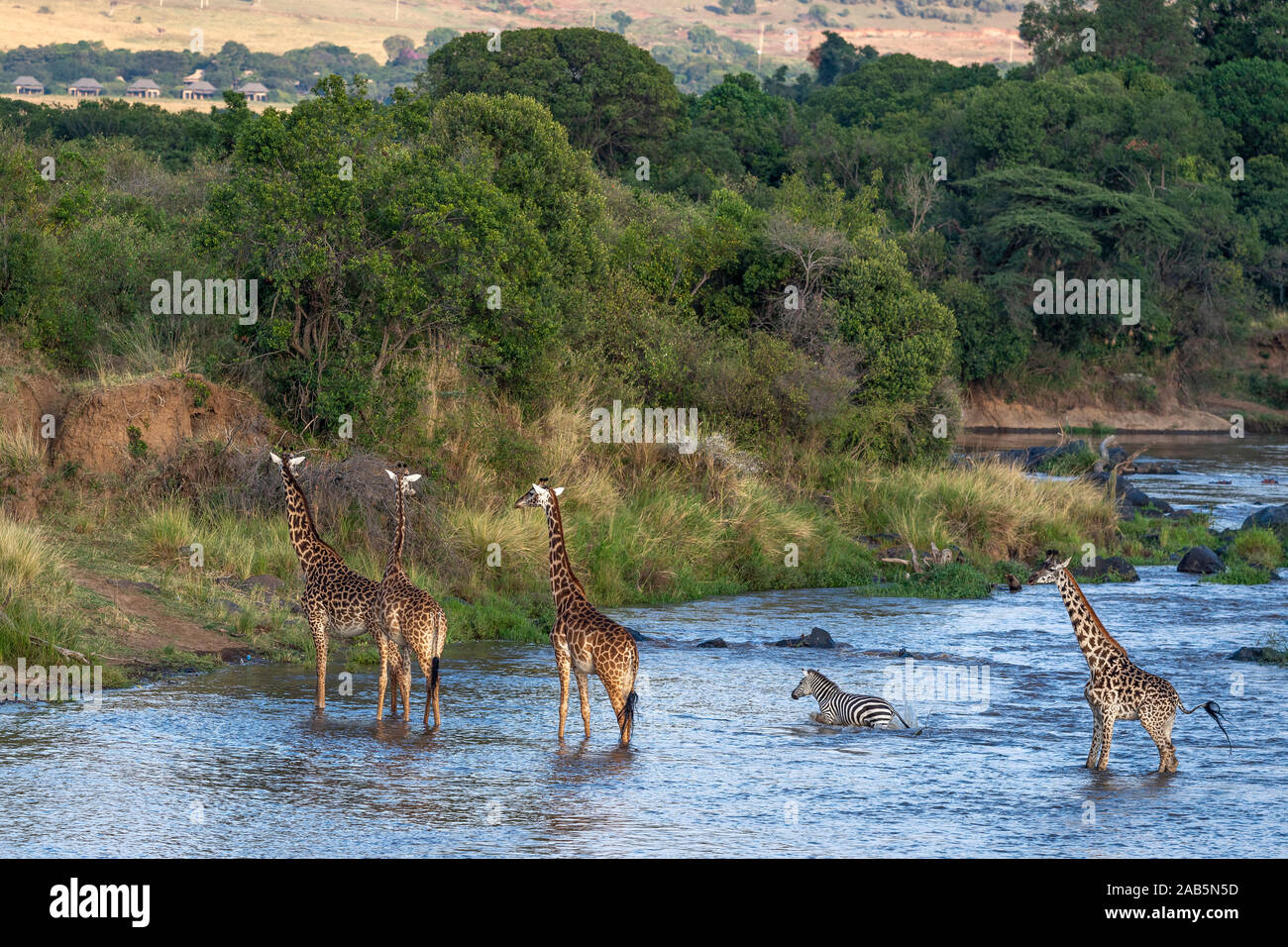 Masai (Maasai) Giraffe (Giraffa camelopardalis tippelskirchii) crossing Mara River near Kichwa Tembo in the Masai Mara in Kenya Stock Photo