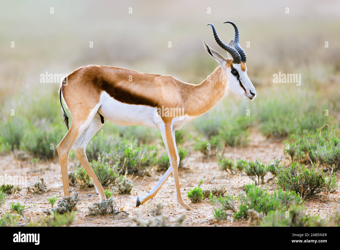 Springbok, Spring buck male full side portrait in the Kgalagadi. Antidorcas marsupialis Stock Photo