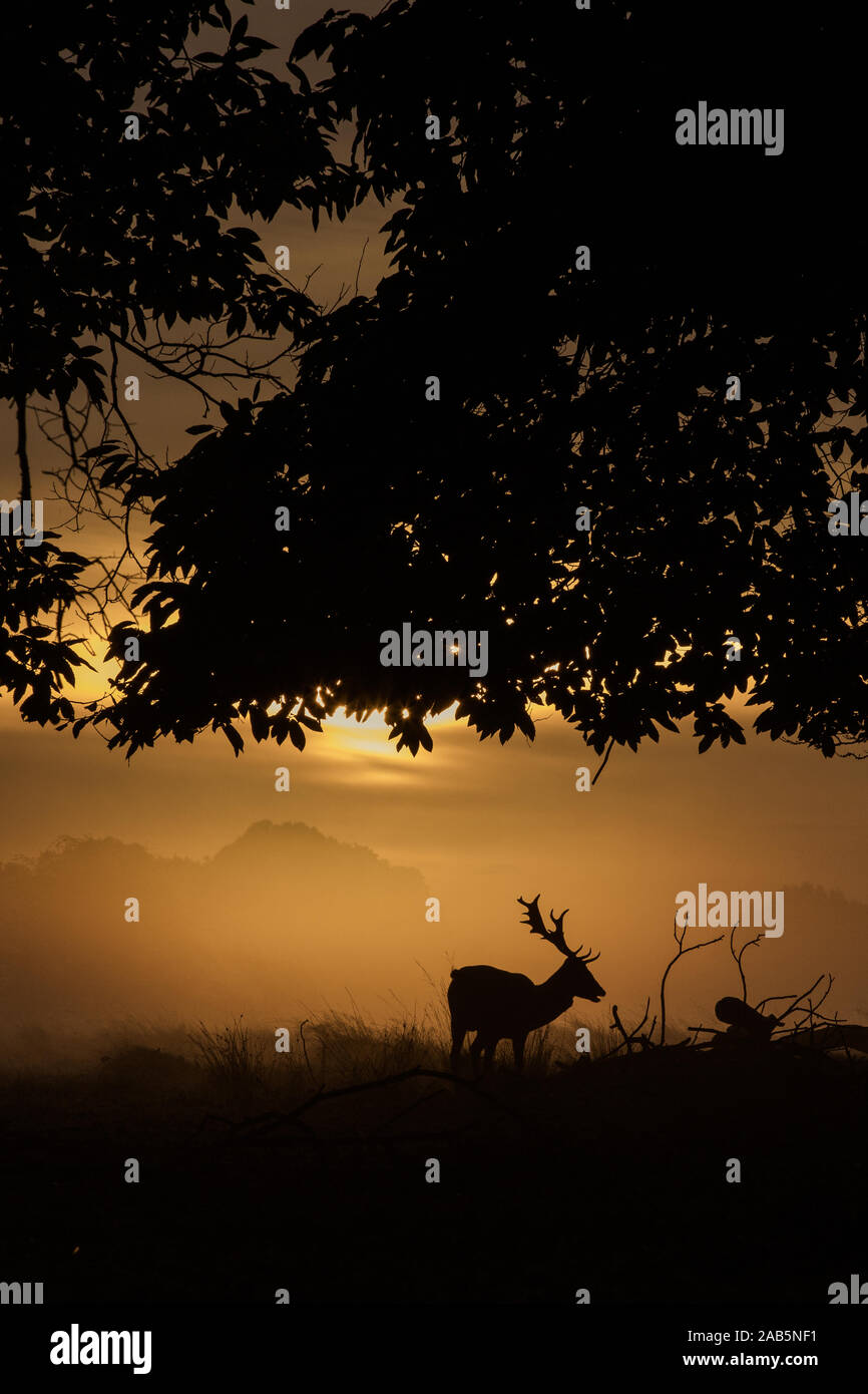 Lonely Stag during a colourful sunrise during the Autumn Rut, in Richmond Park Stock Photo