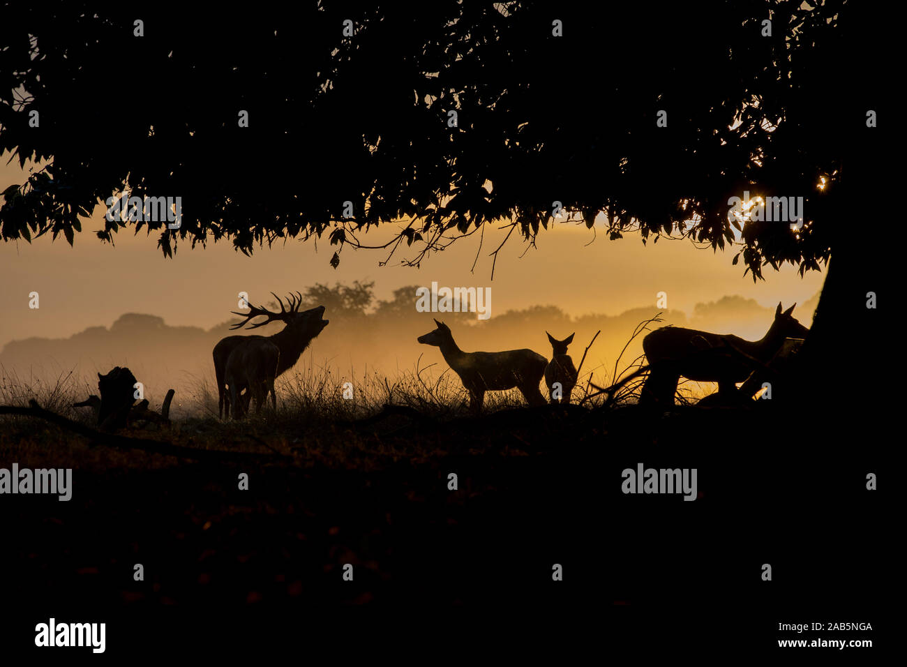 Richmond Park Deer Herd at dawn during the autumn rut, london Stock Photo