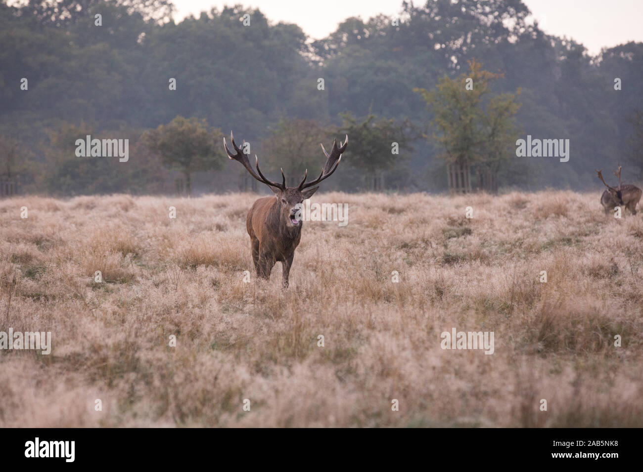 Lonely Stag during a colourful sunrise during the Autumn Rut, in Richmond Park Stock Photo