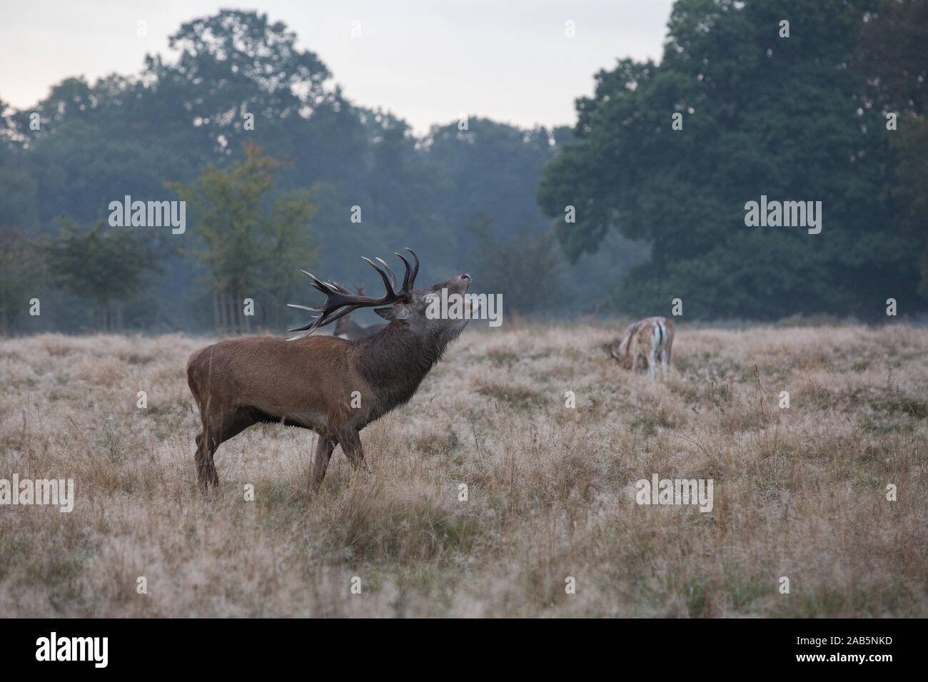 Lonely Stag during a colourful sunrise during the Autumn Rut, in Richmond Park Stock Photo