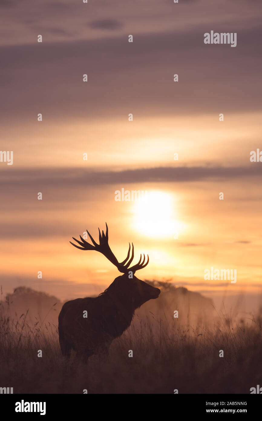 Lonely Stag at dawn during the Autumn Rut, in Richmond Park Stock Photo