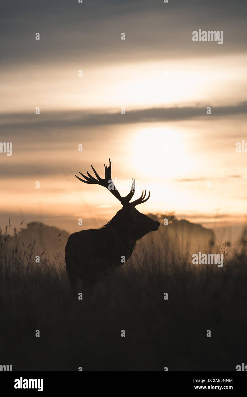 Lonely Stag at dawn during the Autumn Rut, in Richmond Park Stock Photo