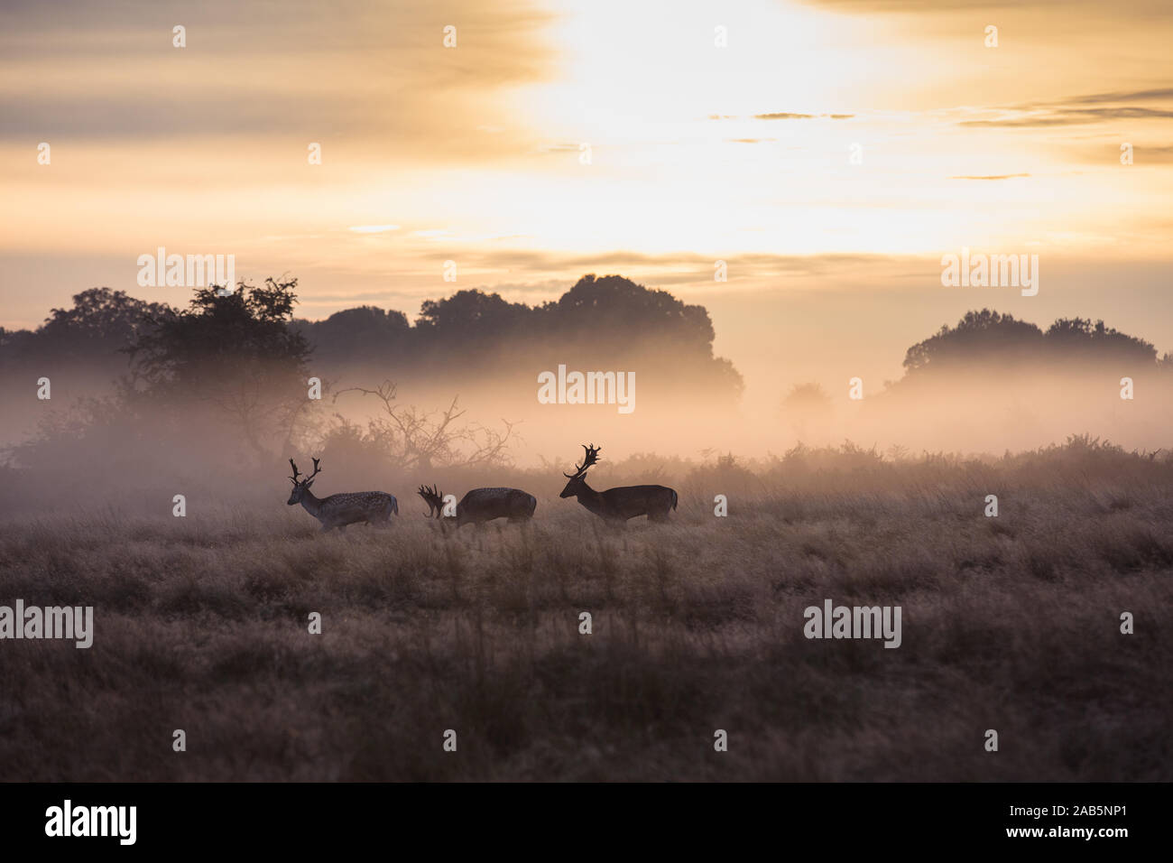 Richmond Park Deer Herd at dawn during the autumn rut, london Stock Photo