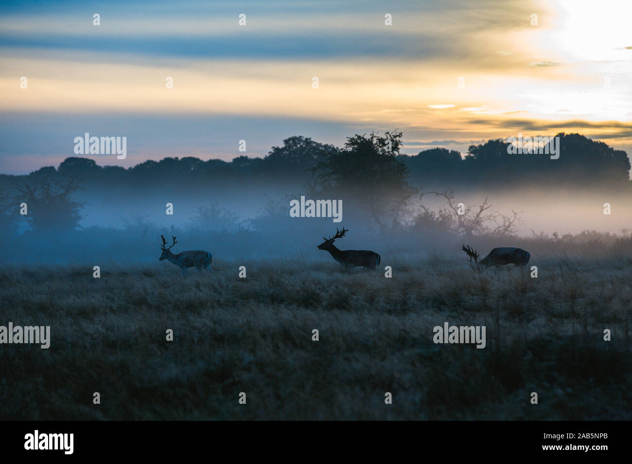 Richmond Park Deer Herd at dawn during the autumn rut, london Stock Photo