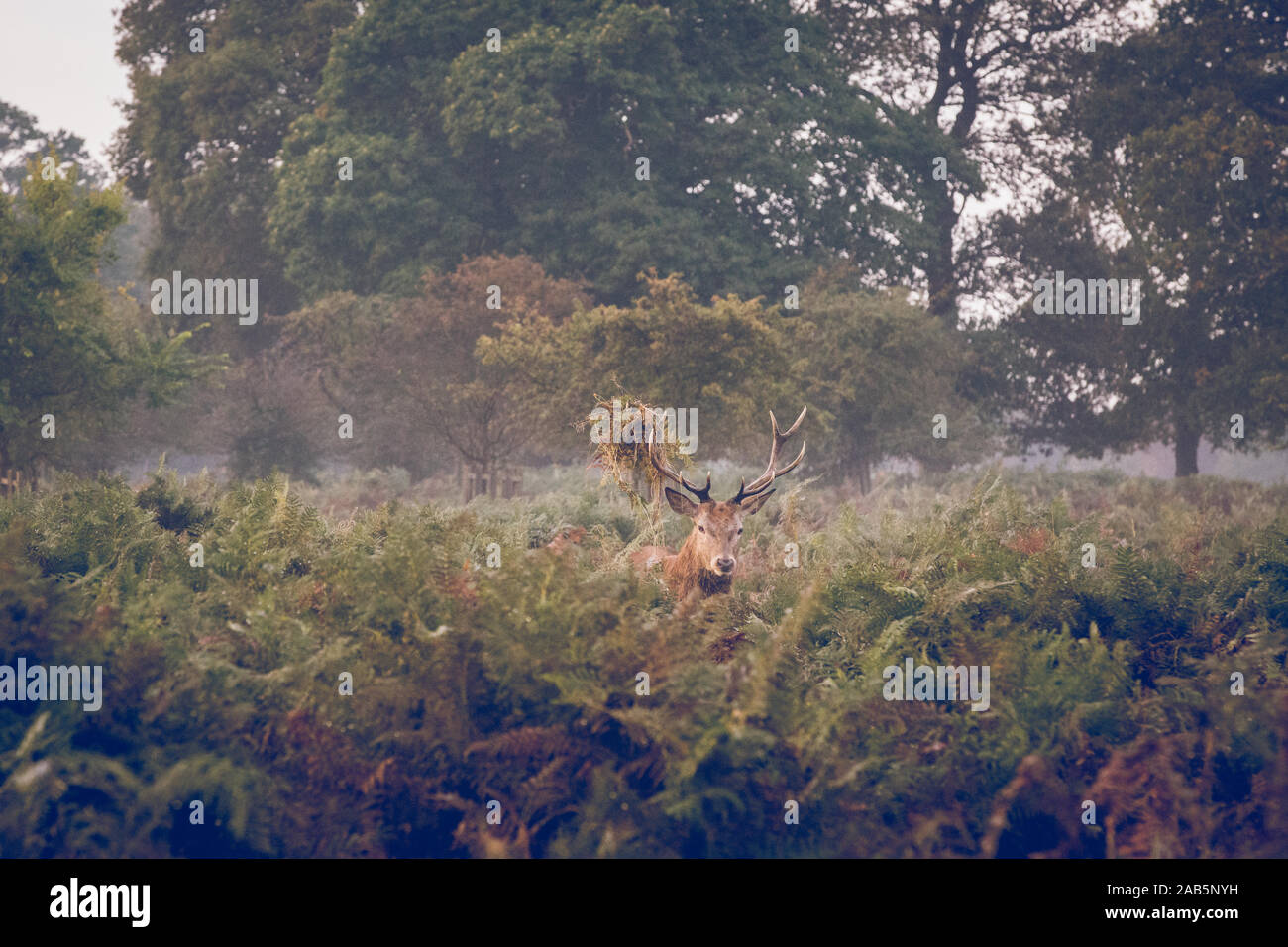Stag in the ferns during the Autumn Deer Rut in Richmond Park, England Stock Photo