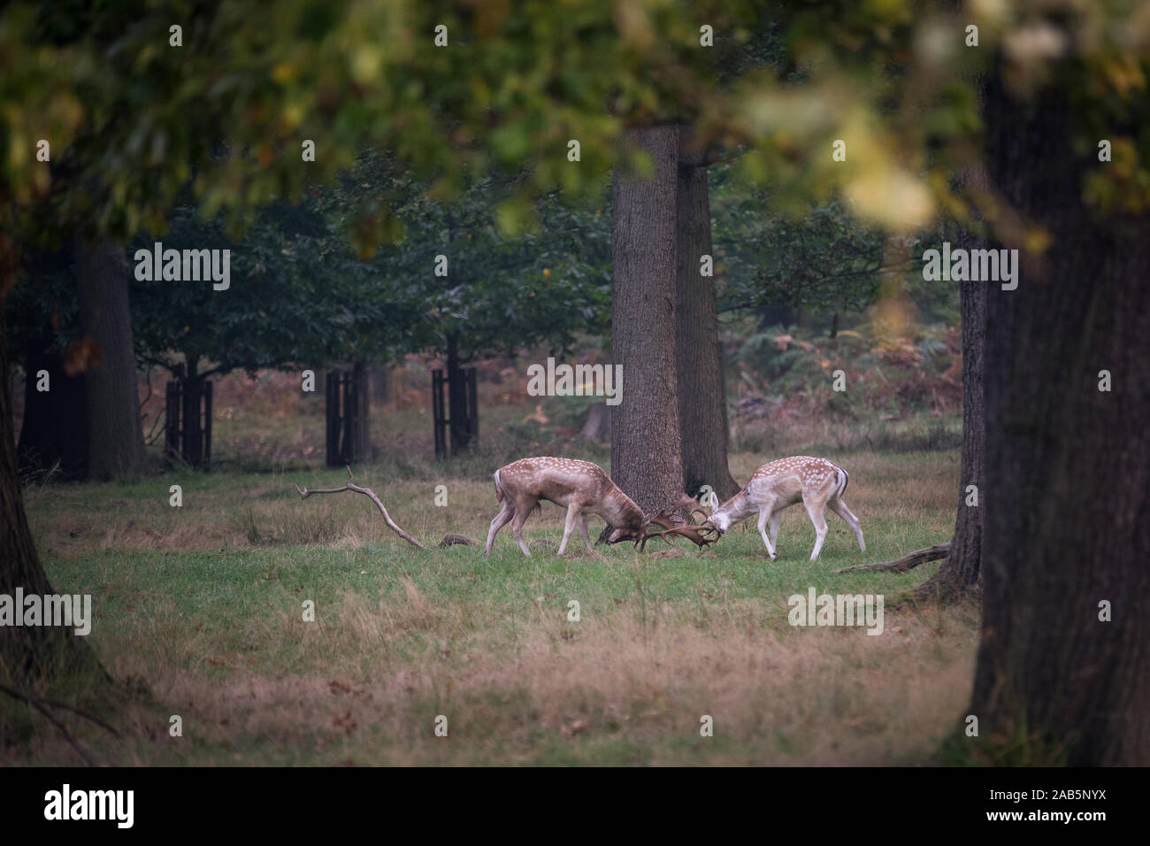 Two stags during the Autumn Rut in Richmond Park Stock Photo