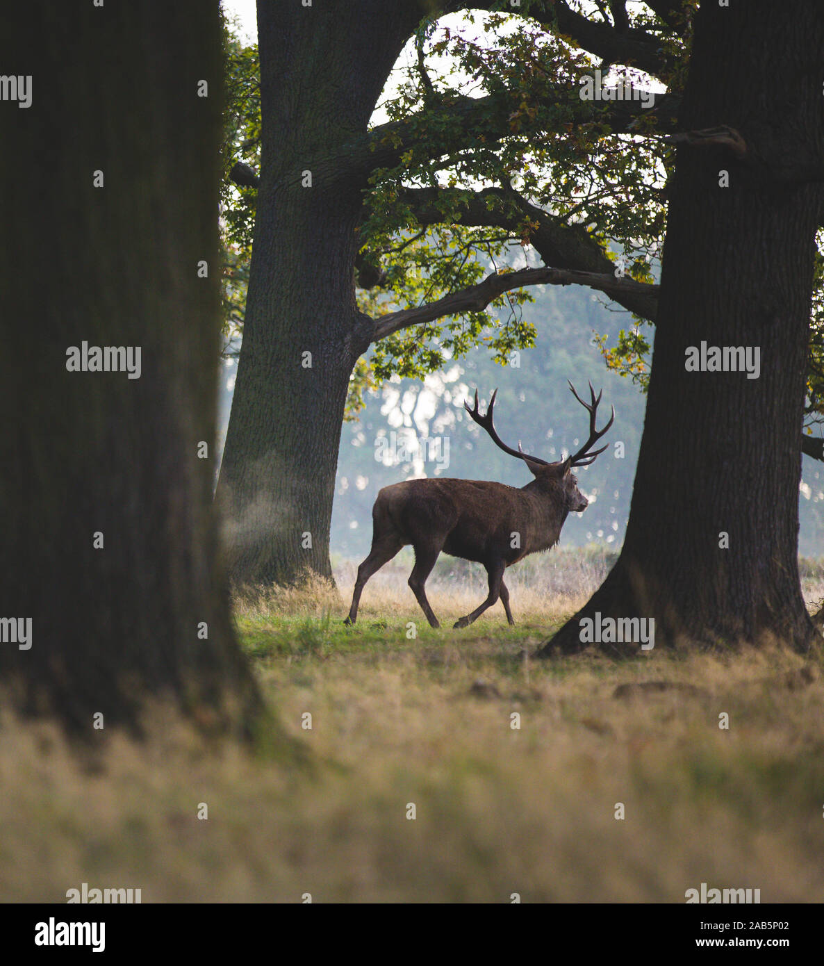 Stag wonders past in the morning, surrounded by trees Stock Photo