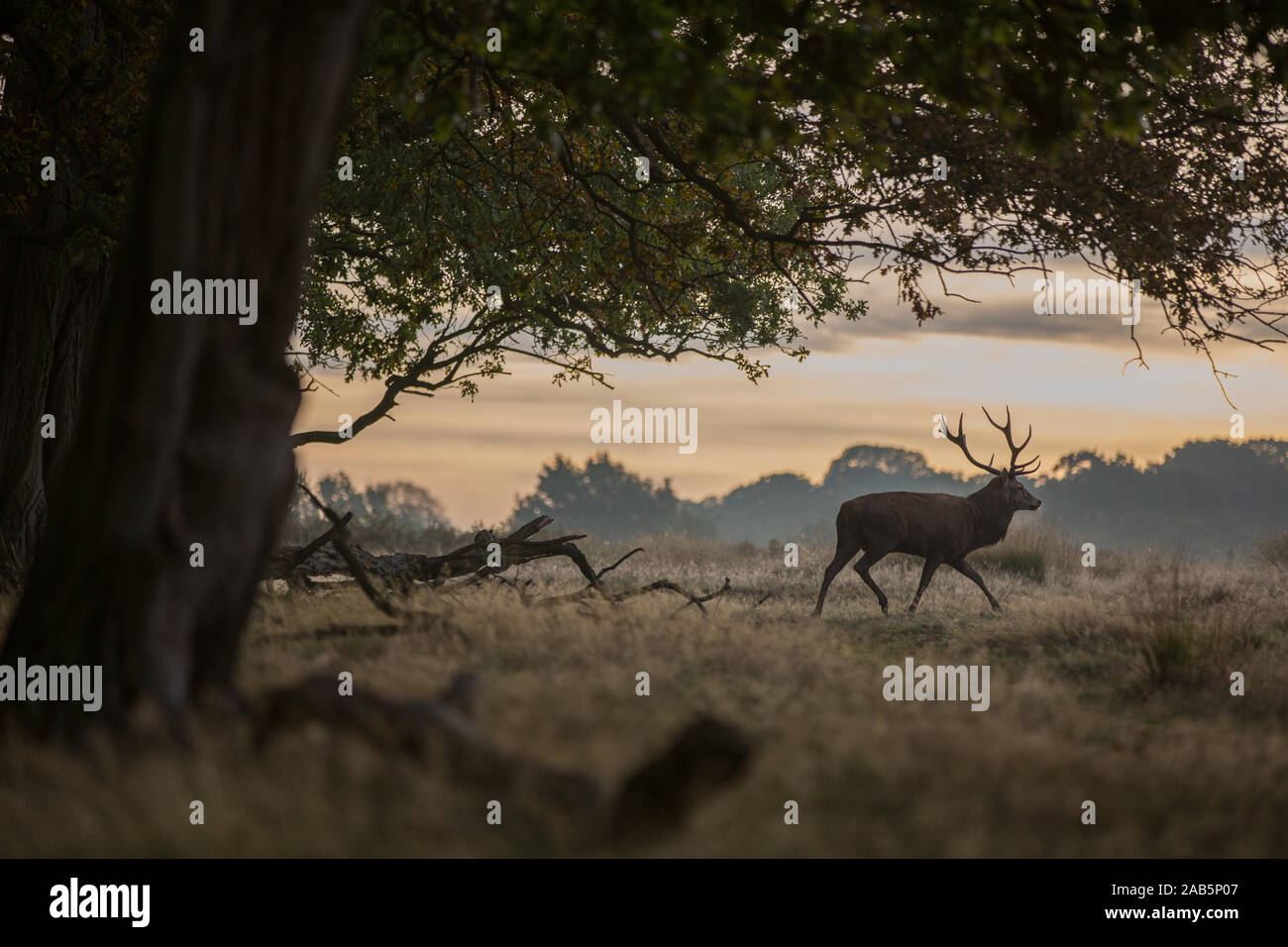Stag wonders past in the morning, surrounded by trees Stock Photo