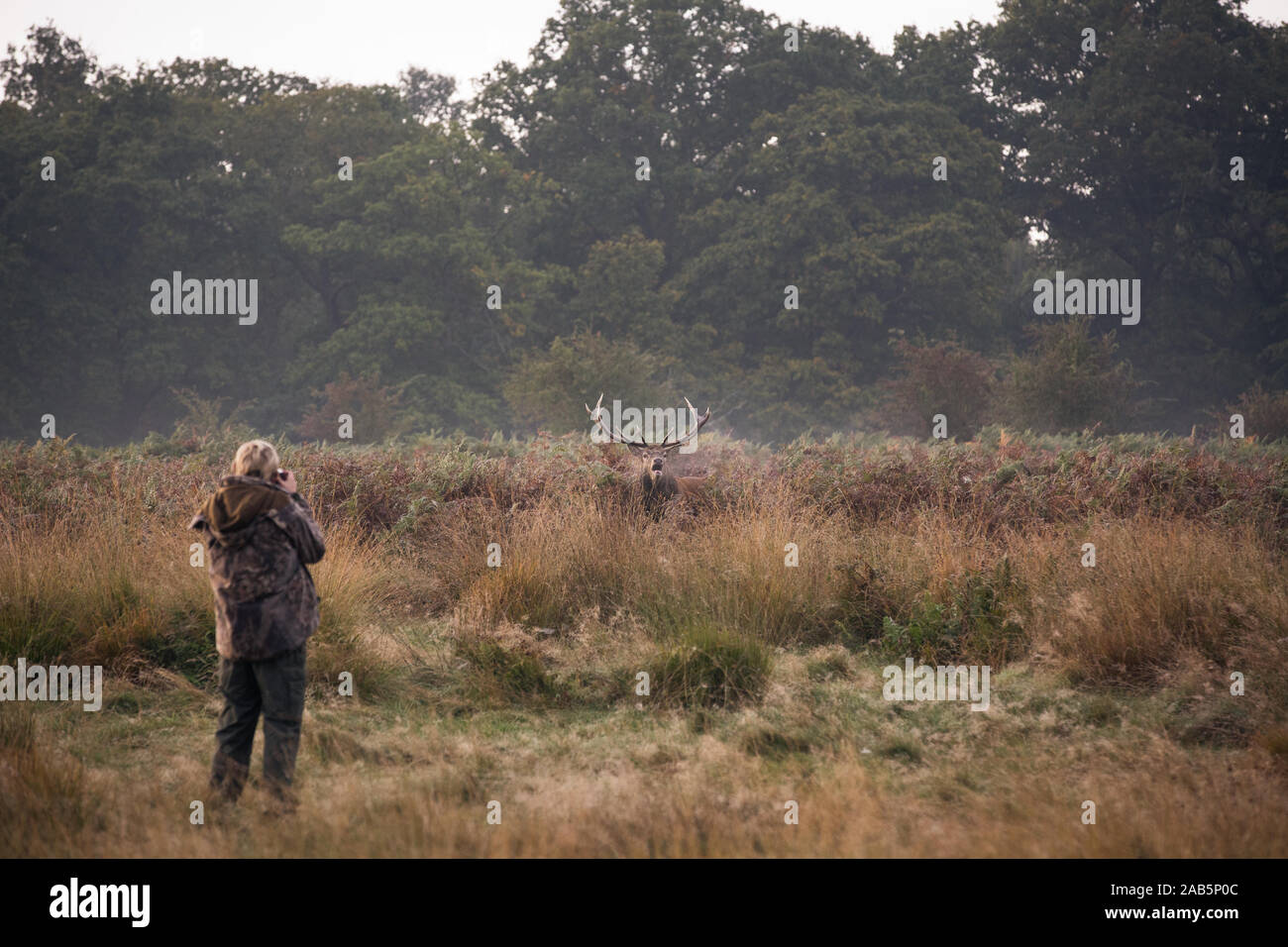 Photographer takes photo of Deer in Richmond Park during the autumn Stock Photo