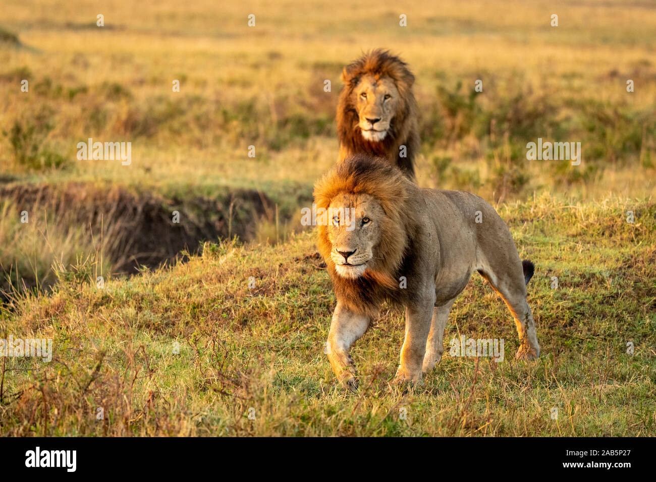 Two Male maned African adult pride lions (Panthera leo) walking in grass in early morning sunlight  in Maasai Mara in Kenya Stock Photo