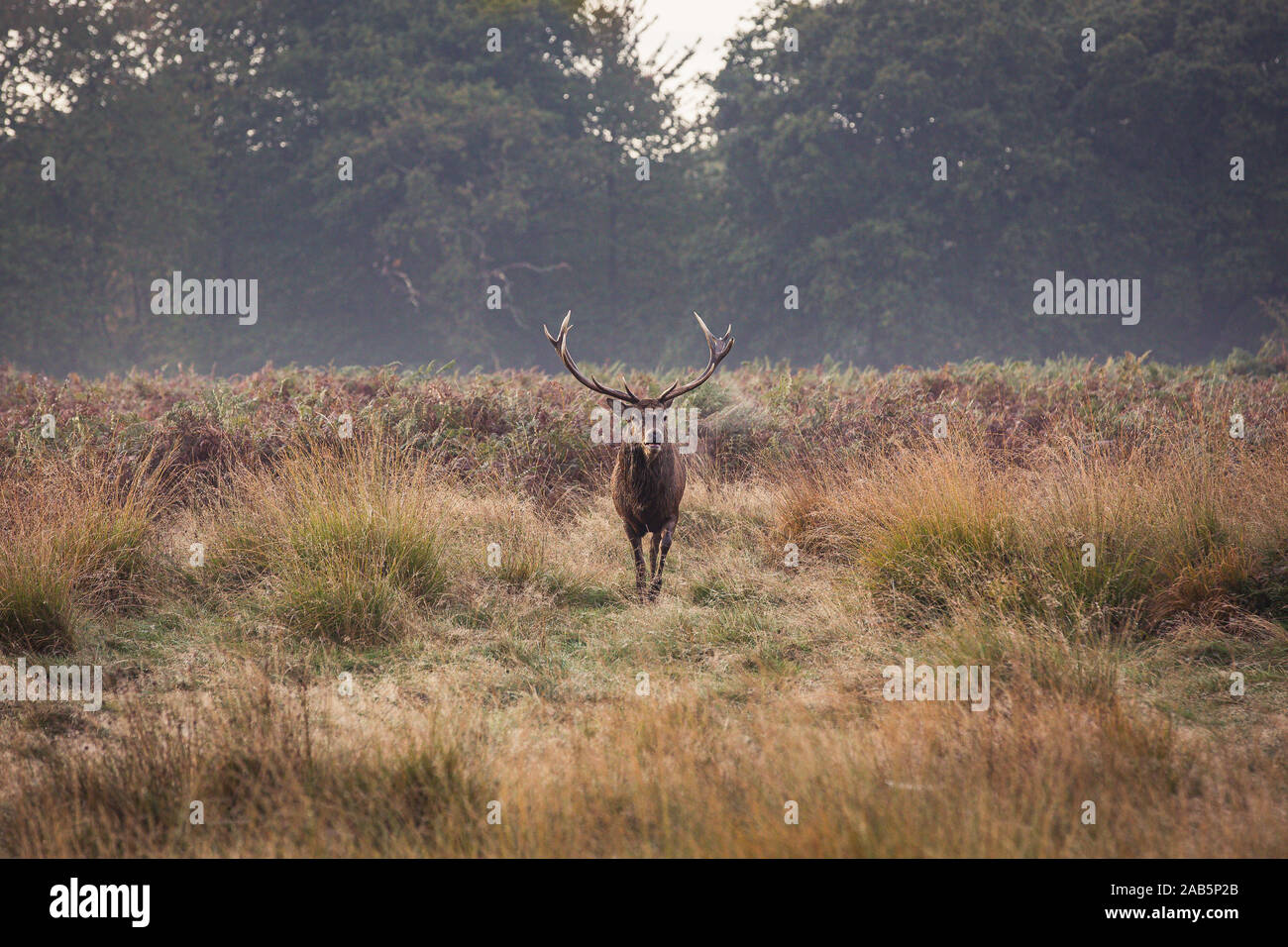 Stag strolling towards in Richmond Park during the autumn / fall Stock Photo
