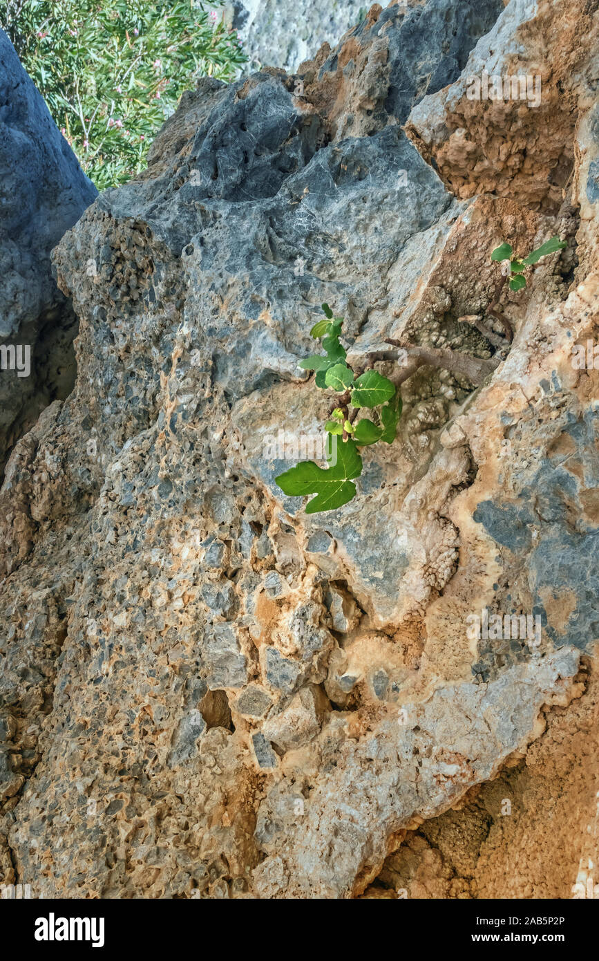 Vertical image of small fig tree with green leaves in dry rocky environment. Plant is growing on yellow and blue gray rock in mountains of Crete islan Stock Photo