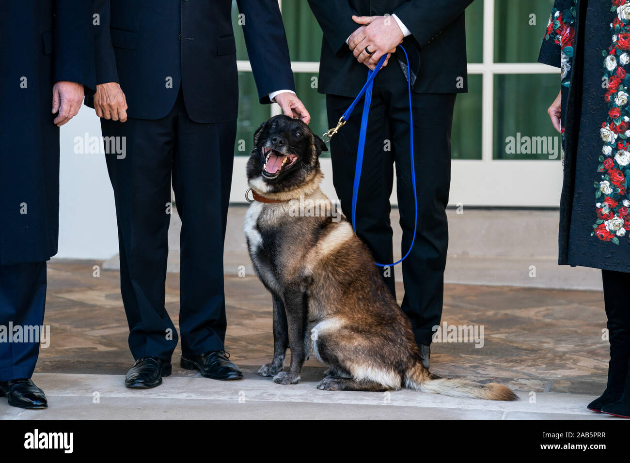 Washington, United States. 25th Nov, 2019. Vice President Mike Pence pets Conan the military working dog as President Trump speaks about the dog, at the White House in Washington, DC on November 25, 2019. The dog Conan assisted in the Baghdadi raid and was awarded a medal by President Trump. Photo by Kevin Dietsch/UPI Credit: UPI/Alamy Live News Stock Photo