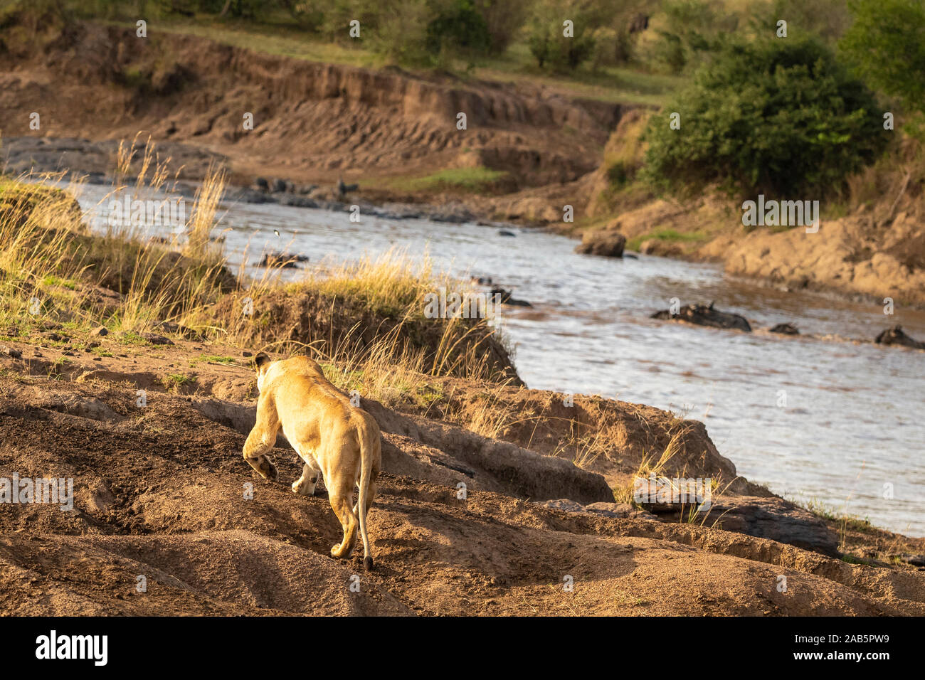 Lioness Hunting wildebeeste crossing alongside mara River in the Masai Mara Game park in Kenya Stock Photo
